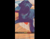 Black pug dog lays down bed pillow