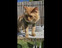 Fluffy cat sits on table in green shirt 