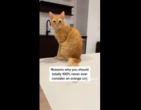 Orange Cat Sits and Poses then Looks