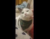 Cat with pouty face get chin scratches