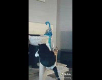 Paralyzed cat climbs up cat tree