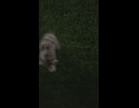 Grey white brown puppy dog hops jumps