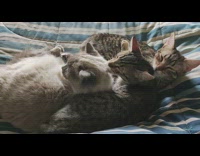 Three cats lie down and clean each others body