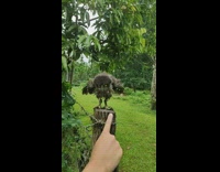 Brown owl wood post looks at finger