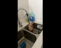 Orange cat wet in sink hanging onto hose nozzle