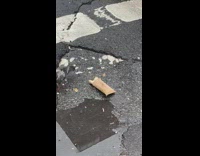 Pigeon eats breakfast burrito 