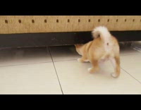 Shiba dog sticks head under bed frame 