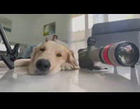 Retriever dog rests next to camera 