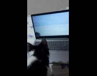 [third party - video ] Collab PLC - Cat pounce on laptop with hamster video