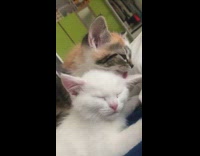 Grey orange cat grooms sleeping white kitten 