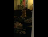 Collab Clips MPUGC2 - Cat sits bed lifts legs up girl