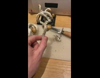 Mushroom Found Making Circle Shape 