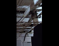 Racoon under the passenger board bridge at airport