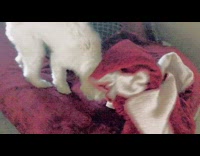 White dog pull red robe on sofa