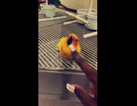 colorful bird hitting glass window with beak 