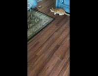 Orange cat stare at mouse crawl carpet