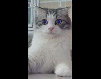 Cat sits still and looks at the camera 