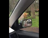 Lion Cross Dirt Road in Front of Car