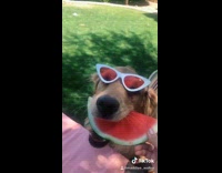 Dog with red sunglasses eats watermelon