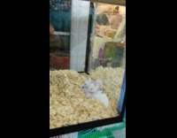 Large cat asleep in a glass cage at a hamster store