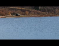 Swan fly and run on lake water