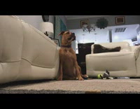 Collab BitchIG2 - Fruit snack challenge brown dog purple collar