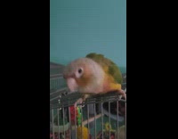 Bird on cage dance move its body around