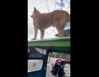 Dog standing on roof of moving tricycle