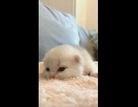White newborn kitten cat grey couch 