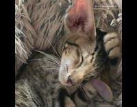 Cat rubs face with paw floppy ears 