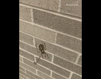Guy holds large black yellow spider hand 