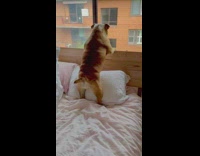 Bulldog puppy stands bed looks out window 
