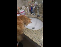 Cat tries to catch water on sink