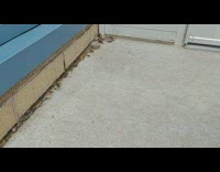 Small baby frogs on sidewalk outside entrance