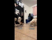 Dogs prioritized food over hooman pretending to get attacked 