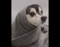 Gray Husky dog takes a bath and wraps inside gray towel 