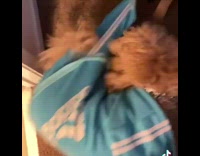 Collab Kale Salad IG - Pitbull pulls dogs adidas tracksuit shirt