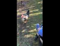 Toddler Watch Parents Feed Ducks with Snacks