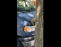 Collab Clips MPUGC - Squirrel on tree biting a small branch