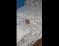 Person scolding their hamster on white bed
