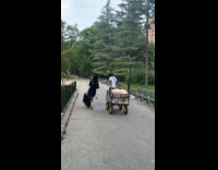 Collab WINY - Man pull wagon with large pet pig