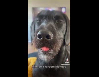 Woman shows her dog that curled his tongue