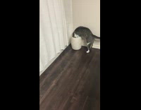 Grey cat looks in trash can pulls out q-tip