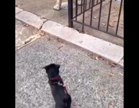 Girl tells puppy lion statue isnt real