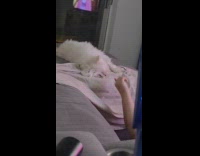 White dog lay on bed play with treat