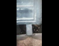 Black cat and kitten inside trash bin