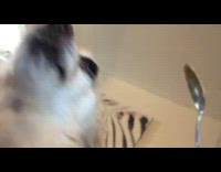 Brown dog licks leftover food on spoon 