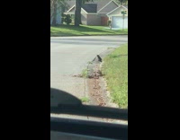 Otter pop out of gutter street backyard