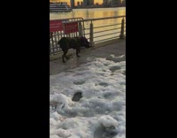 Dog wearing purple scarf looks at snow 