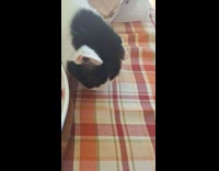 Person feed cat with pieces of bread